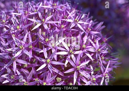 Schleswig, Deutschland. 02nd June, 2019. 02.06.2019, Close-up of the blood globe of a garlic, giant Allium Globemaster in a bed in Schleswig. Order: Asparagales (Asparagales), Family: Amaryllis waxes (Amaryllidaceae), Subfamily: Allium leeks (Allioideae), Tribus: Allieae, Genus: Allium, Species: Giant leeks Credit: dpa/Alamy Live News Stock Photo