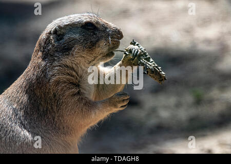 Berlin, Germany. 14th June, 2019. A black-tailed prairie dog tastes it in the zoo. Credit: Paul Zinken/dpa/Alamy Live News Stock Photo