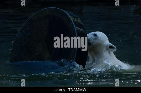 Berlin, Germany. 14th June, 2019. The little polar bear Hertha plays in her enclosure in the zoo. Credit: Paul Zinken/dpa/Alamy Live News Stock Photo