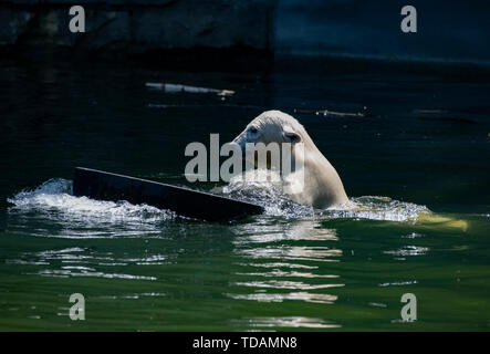 Berlin, Germany. 14th June, 2019. The little polar bear Hertha plays in her enclosure in the zoo. Credit: Paul Zinken/dpa/Alamy Live News Stock Photo