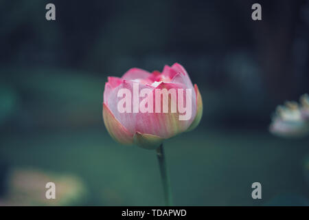 Summer flowers bloom in Suzhou City, east China's Jiangsu Province, 27 ...