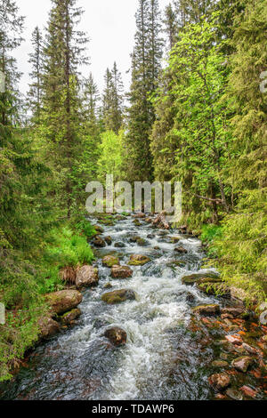 Stream running through a beautiful wild forest Stock Photo