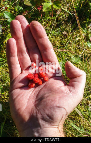 Hand with picked wild strawberries Stock Photo