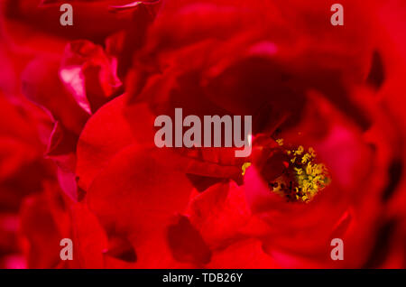 Petals of bright red roses with yellow nectar under the rays of the sun. Close-up Stock Photo