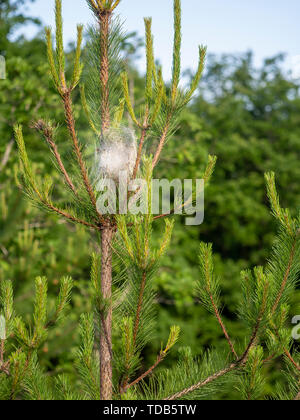 Pine processionary moth caterpillar nest. Thaumetopoea pityocampa. Destructive pest. Stock Photo