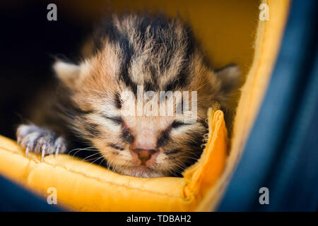 I found two discarded little milk cats on the side of the road and it fell asleep in my bag on the way home. Stock Photo