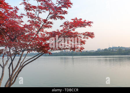 Red maple by Xuanwu Lake Stock Photo