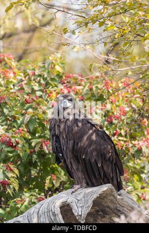 black vulture attack Stock Photo - Alamy