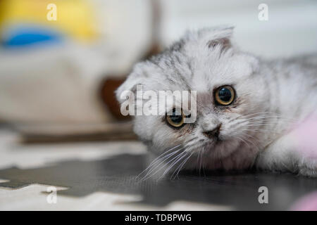 Fold-ear cat kitten cub Stock Photo