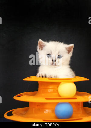 Cats playing with turntables Stock Photo
