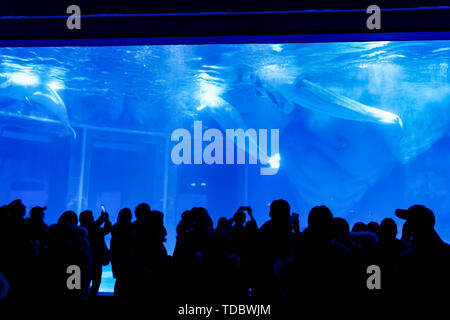 The love of mermaids in Shanghai Haichang Ocean Park Stock Photo