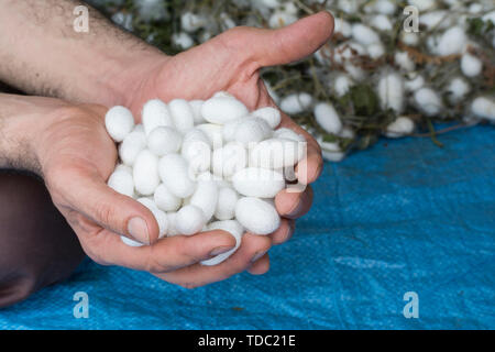 Man's hand holding collection of white silkworm cocoon shells, source of silk thread and silk fabric Stock Photo