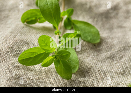 Organic Raw Green Marjoram Herb in a Bundle Stock Photo