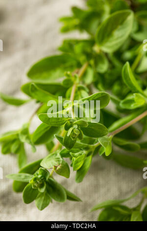 Organic Raw Green Marjoram Herb in a Bundle Stock Photo