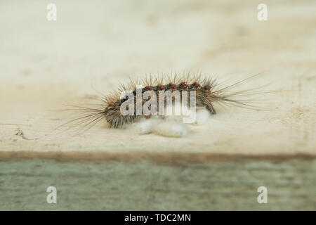 caterpillar lays white eggs on wooden surface Stock Photo