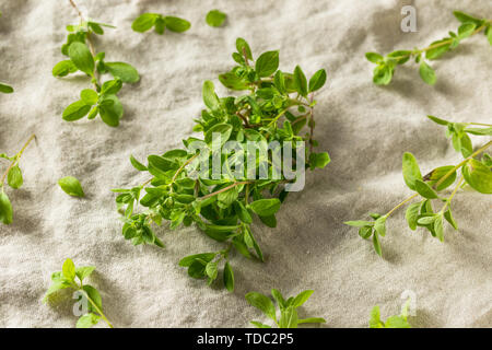 Organic Raw Green Marjoram Herb in a Bundle Stock Photo