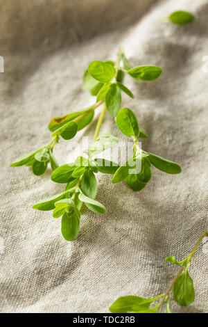 Organic Raw Green Marjoram Herb in a Bundle Stock Photo