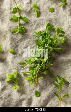 Organic Raw Green Marjoram Herb in a Bundle Stock Photo