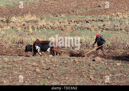 ethiopian farmer plow plowing oxen oromia plows