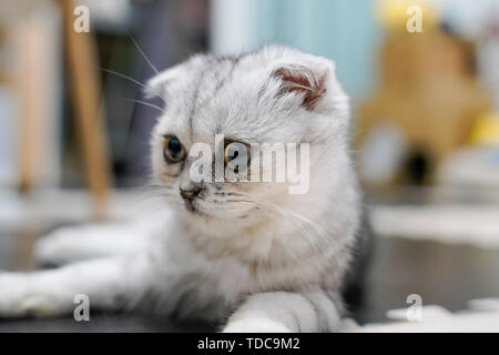 Fold-ear cat kitten cub Stock Photo