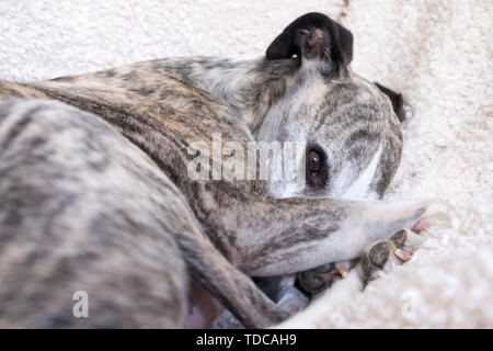 A 7 year old male brindle whippet curled up in an armchair. Stock Photo