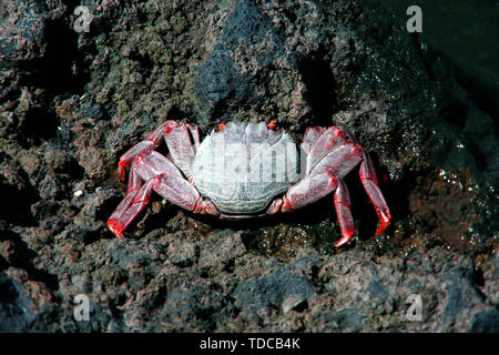Rote Kliffkrabbe (Grapsus adscensionis), Tazacorte, La Palma, Kanarische Inseln, Spanien