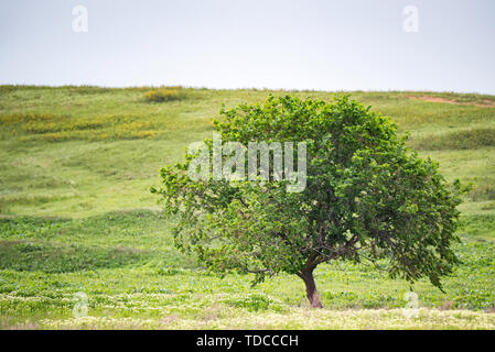 Beautiful natural background of single lonely tree in green summer steppe Stock Photo