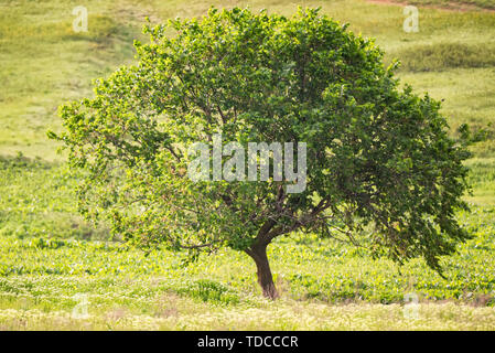 Beautiful natural background of single lonely tree in green summer steppe Stock Photo