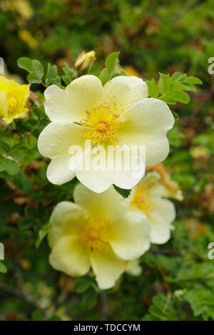 Rosa xanthina 'Canary Bird' - a spreading shrub rose flowering in May. AGM Stock Photo