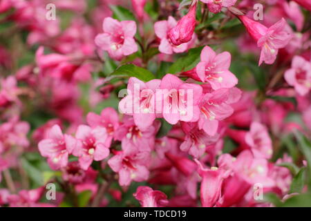 Weigela florida 'Rumba'.  Deep pink blossoms of the compact Weigela 'Rumba' flowering in May. UK Stock Photo