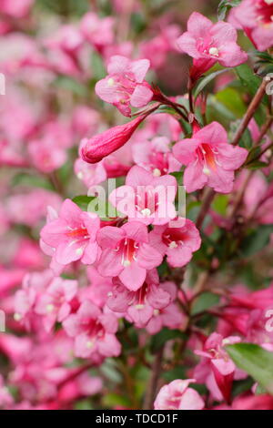 Weigela florida 'Rumba'.  Deep pink blossoms of the compact Weigela 'Rumba' flowering in May. UK Stock Photo