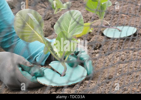 Brassica oleracea.  Brassica collar placed on cabbage seedling to prevent root fly infestation and netted to deter bird damage - May. UK Stock Photo