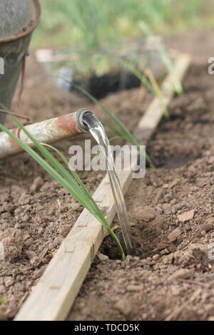Allium porrum 'Musselburgh'.  Watering young leek plants after planting out in to holes made with a dibber in May - UK Stock Photo