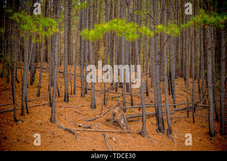 A forest of pine trees clustered together with piles of pine needles lying on the ground Stock Photo