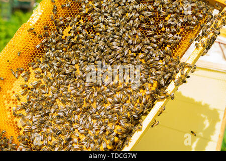 Bees on honey frame. Beekeeping work on the apiary. Close-up. Selective focus. Stock Photo