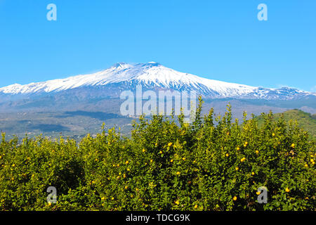 Amazing view of Mount Etna and lemon trees with ripe yellow lemons on adjacent fields. Etna volcano is located in Sicily, Italy. Snow on the top of the mountain. Blue sky, sunny day. Stock Photo