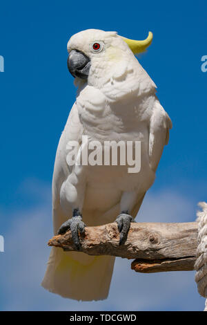 Portrait of the white cockatoo parrot seating on the branch withe the blue sky in the background. Stock Photo