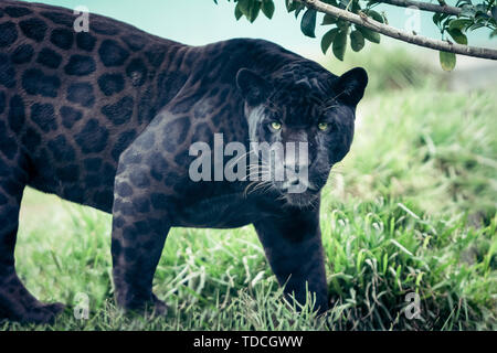 Portrait of the black panther, wild cat looking straight to the camera. Silent killer. Scary look. Stock Photo