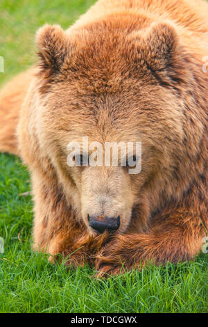 Portrait of the big brown bear laying down on the grass. Stock Photo