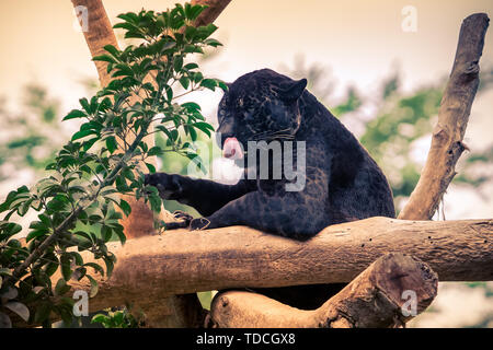 Black panther, wild cat nimbly climbing on the tree. Stock Photo