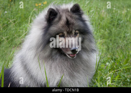 Deutscher wolfspitz close up. Keeshond or german spitz. Pet animals. Stock Photo