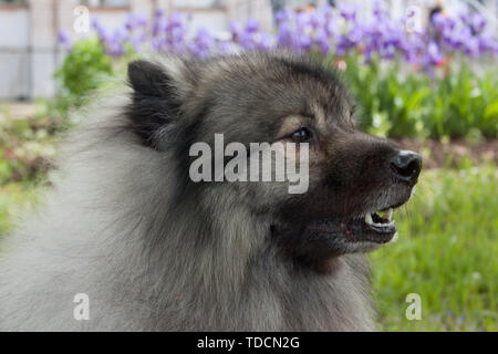 Cute deutscher wolfspitz close up. Keeshond or german spitz. Pet animals. Stock Photo