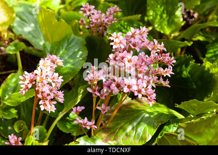 Bergenia cordifolia 'Elephant's Ears' flowering in March in Scotland. Stock Photo