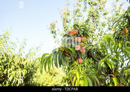 Ripe sweet peach fruits growing on a peach tree branch Stock Photo