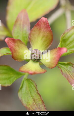Cornus kousa 'Miss Satomi'  flowering dogwood in May. UK Stock Photo