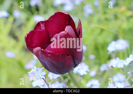 Tulipa 'Queen of Night' in spring sunshine - May Stock Photo