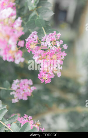 Bees and crape myrtle Stock Photo