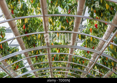 Three-dimensional planting of chili peppers, filmed at Shandong Shouguang Vegetable Expo. Stock Photo