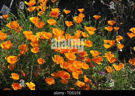 flowerbed of orange escholtzias or California poppy Stock Photo