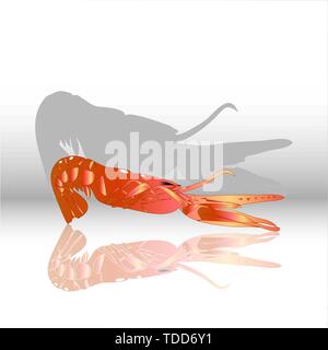 Norway Lobster, Prawn, Lobster, Scampi, pink shrimp with reflection on the mirror surface and shadow Stock Vector